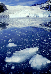 Aialik Glacier in upper Aialik Bay Aialik Glacier at tidewater