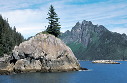 Cliff Bay, Lower Aialik Bay Cliff Bay at the mouth of Aialik Bay